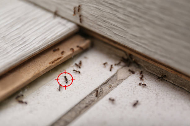 Best Affordable Pest Control Services  in Mazomanie, WI