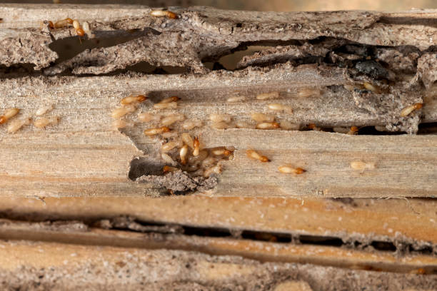Best Local Pest Control Services  in Mazomanie, WI